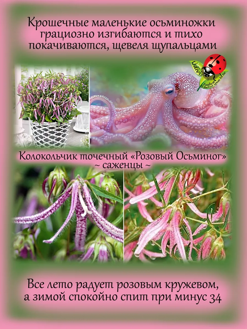 Колокольчик Розовый Осьминог Пинк Октопус