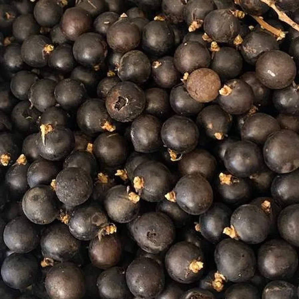 Сабаль Пальметто (Sabal palmetto) — семена, 3 шт.