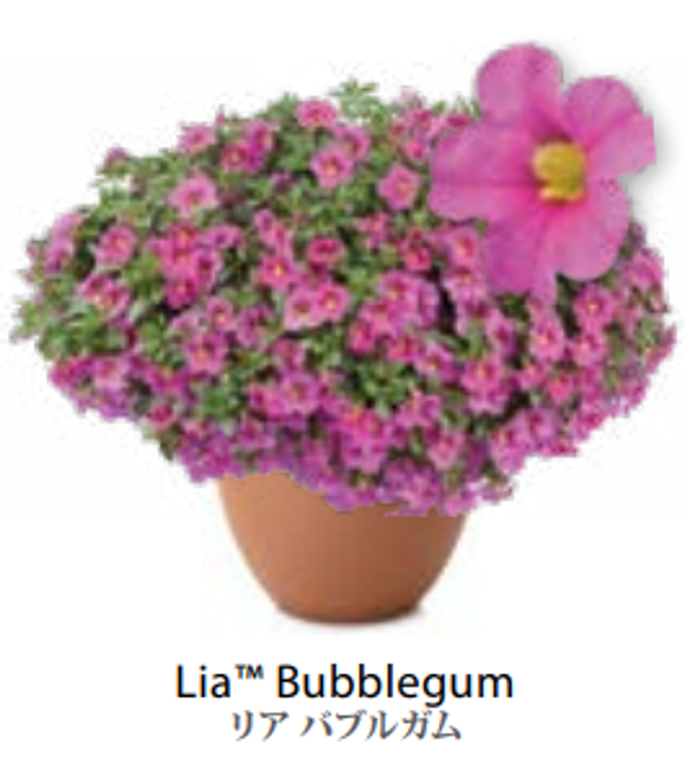 ЕВРО неукор Калибрахоа LIA Bubblegum НЕукоренный черенок (срезы) НОЯБРЬ поставка 3