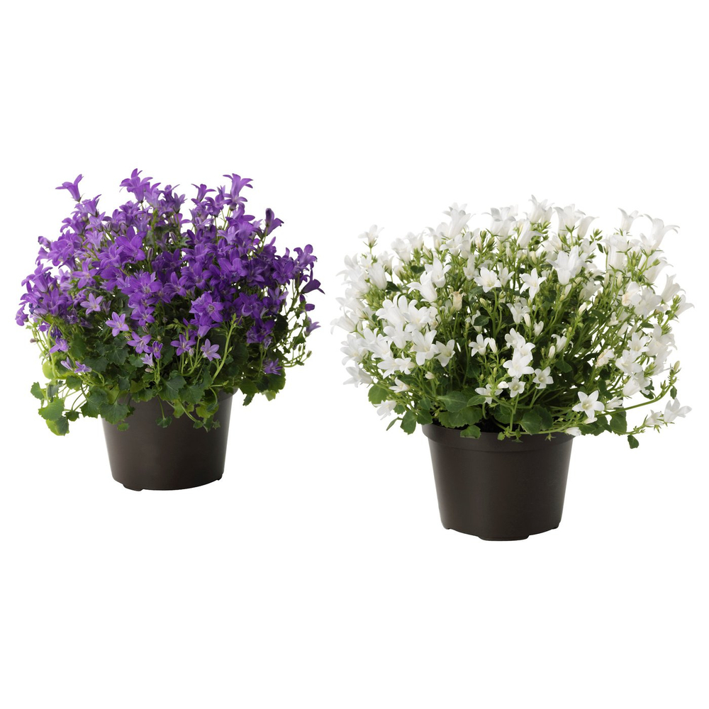 IKEA CAMPANULA PORTENSCHLAGIANA  (ИКЕА САМПАНУЛА ПОРТЕНШЛАГИАНА)  -  Растение в горшке - Колокольчик 10,5 см