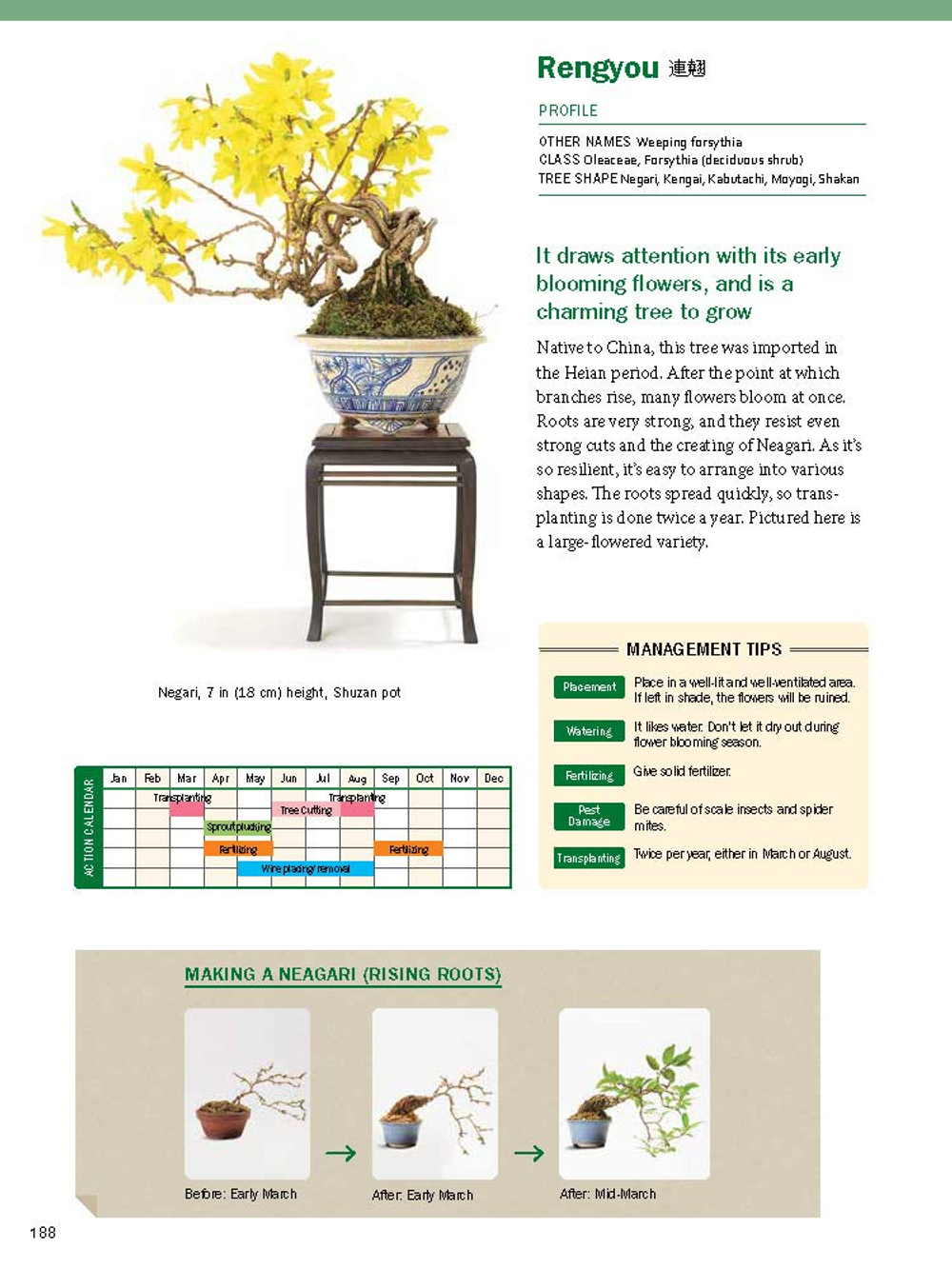 The Ultimate Bonsai Handbook: The Complete Guide for Beginners
