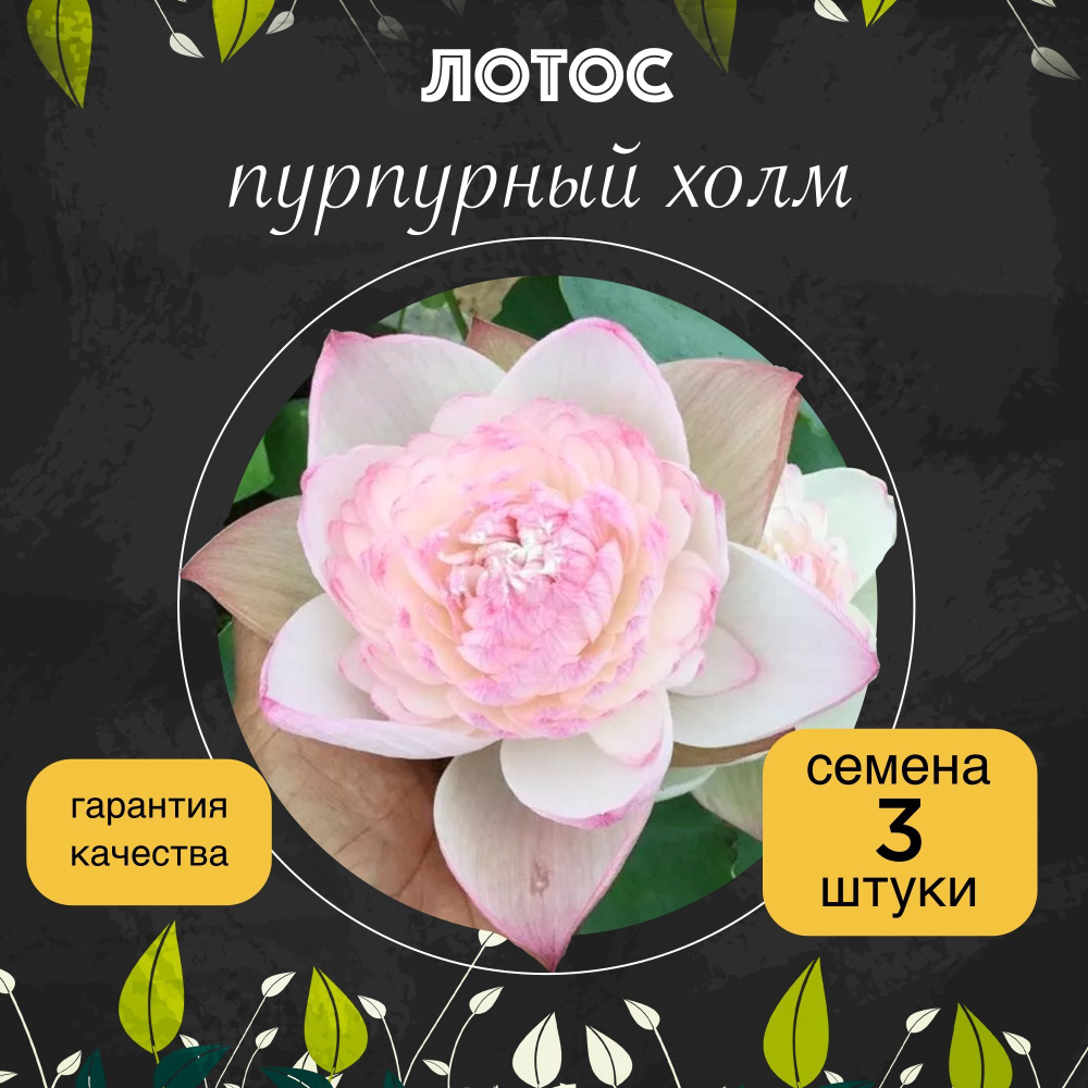 Лотос орехоносный "Пурпурный холм" семена 3 штуки