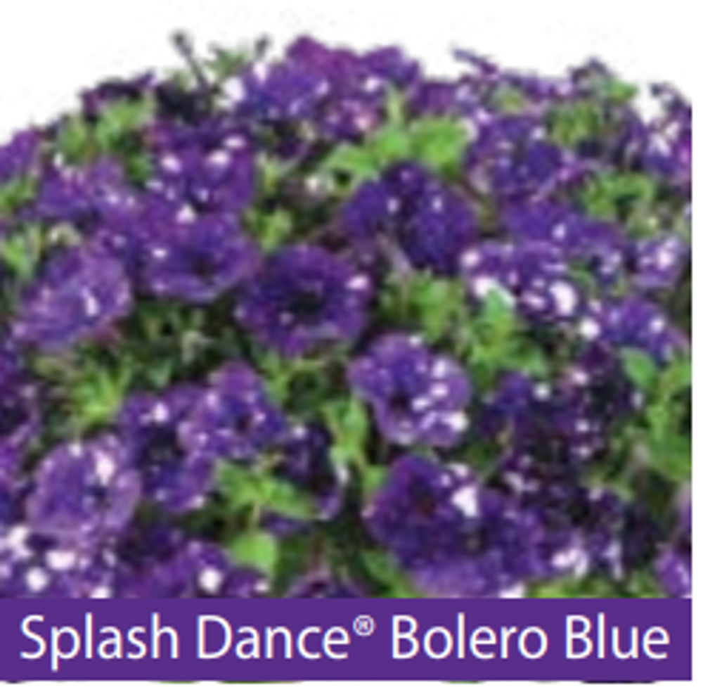 ЕВРО Петуния SPLASH DANCE Bolero Blue ЕВРО укорененный черенок начало января поставка 9