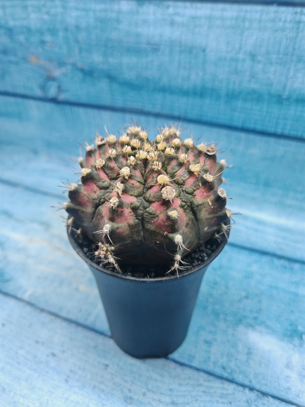 Gymnocalycium T-Rex Pink hybride (Гимнокалициум T-rex)