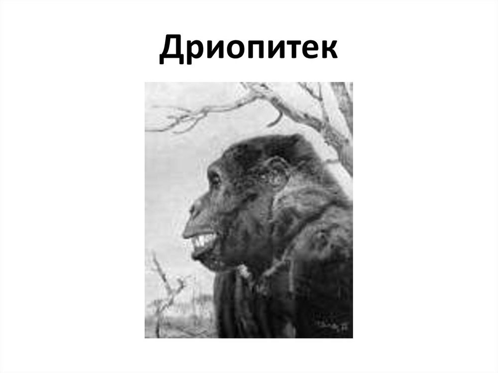 Набор палеонтологических находок Происхождение человека — купить по ФГОС | Учебный стандарт Набор палеонтологических находок Происхождение человека — купить по ФГОС | Учебный стандарт
