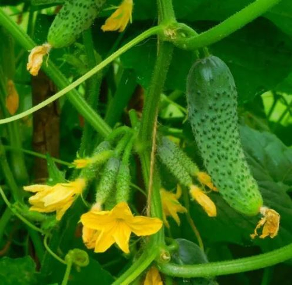 Огурец партенокарпический Герман F1 (Seminis / Семинис)