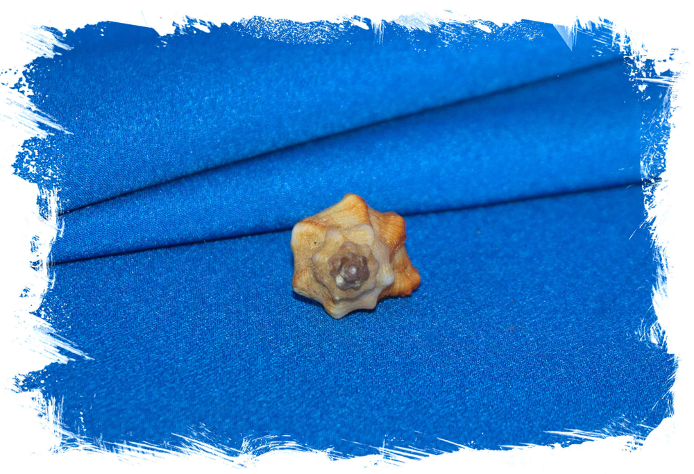Murex angularis