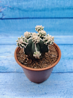 Astrophytum Myriostigma "Hakujo Fukuryu" (Астрофитум)