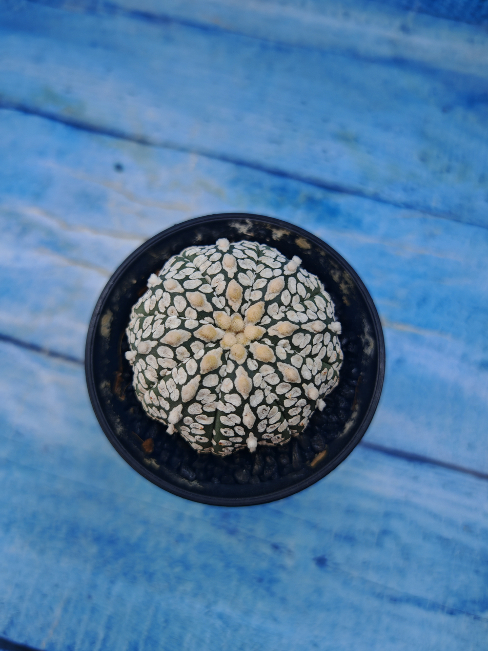 Astrophytum Asterias (Астрофитум)