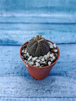 Суккулент Euphorbia Obesa (Эуфорбия)