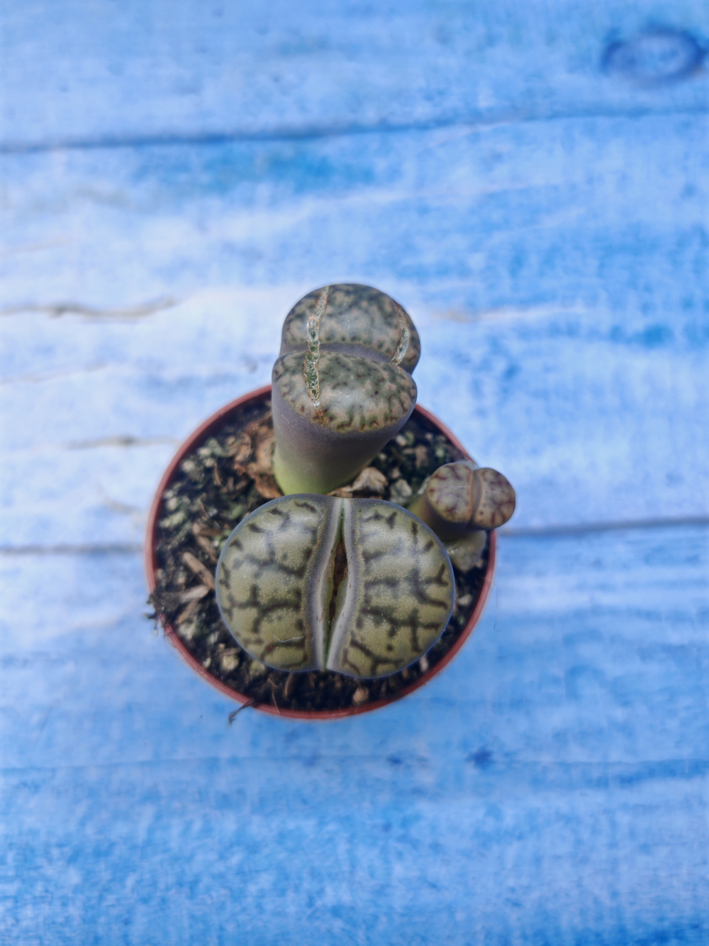 Lithops sp. (Литопсы)