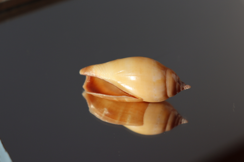 Раковина Стромбус дентатус (Tridentarius dentatus)