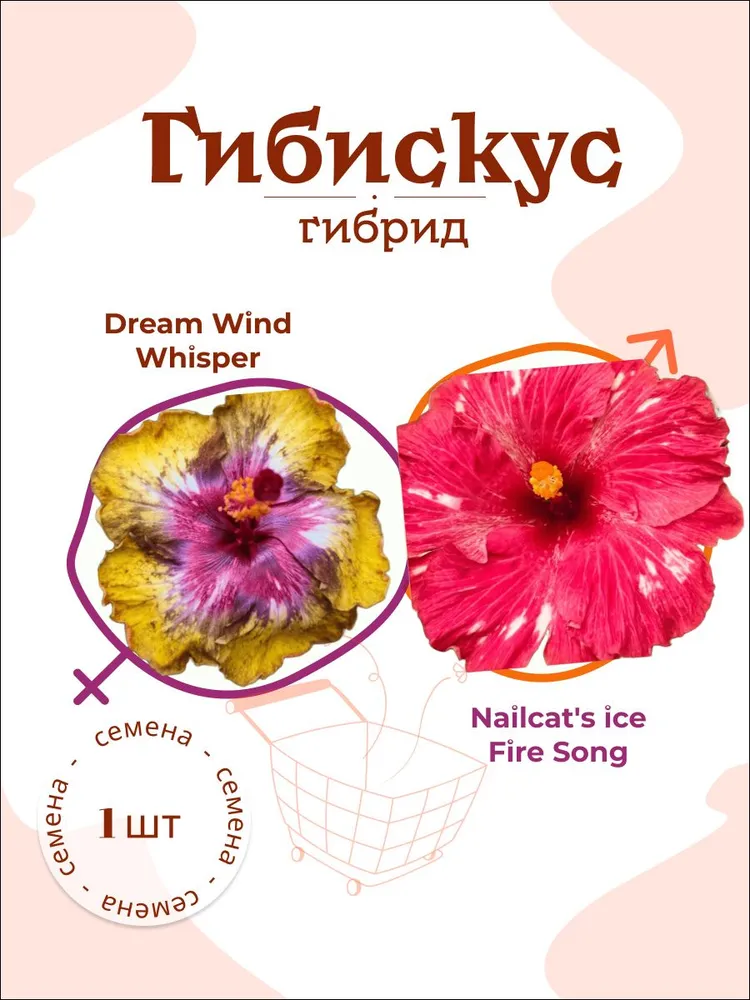 Гибискус Dream Wind Whisper x Nailcat's ice Fire Song — семена, 1 шт.