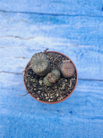 Lithops sp. (Литопсы)