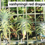 Тилландсия vanhyningii Red Dragon XL