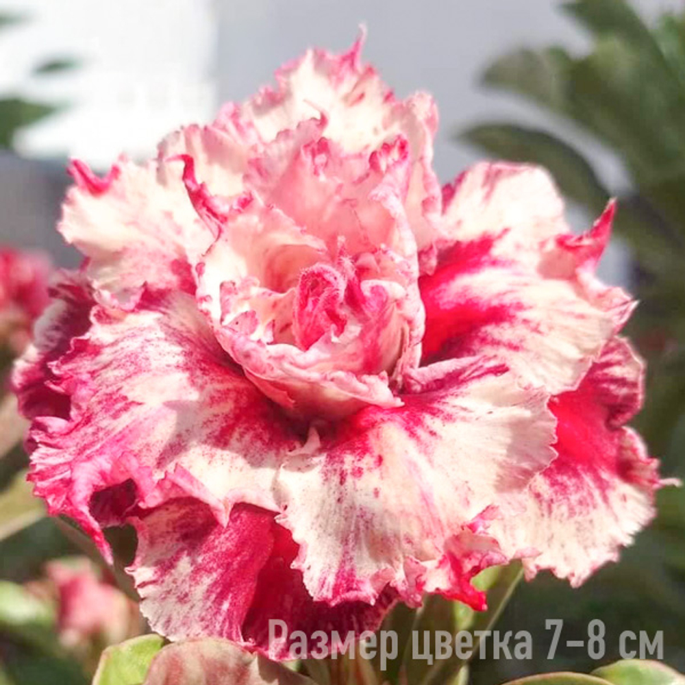 Адениум 952-MORNING
