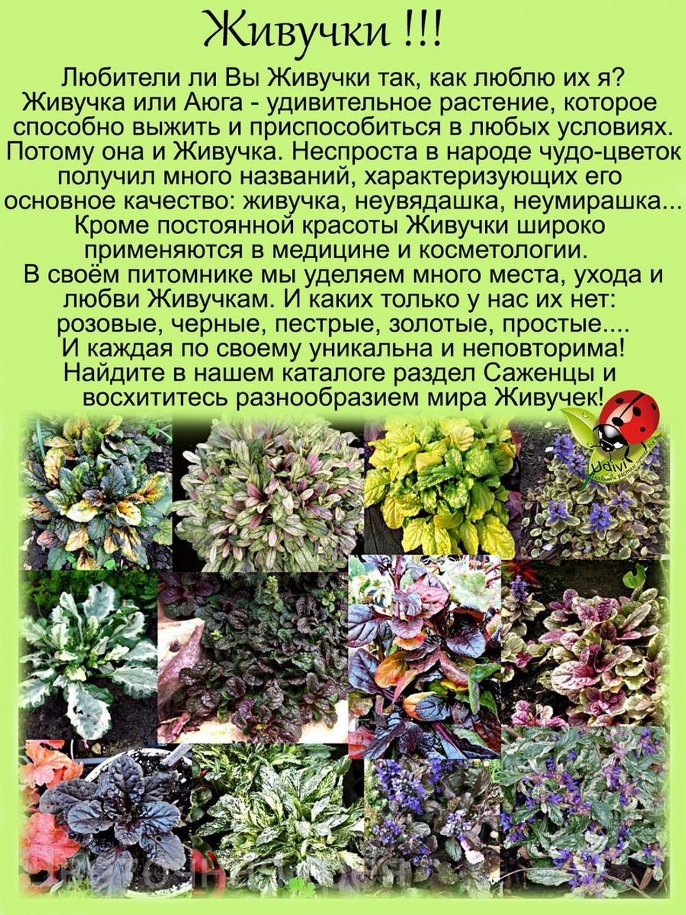 Живучка ползучая Аюга многолетняя
