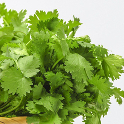 Кориандр Карибе 2г Мировые Семена VITA GREEN