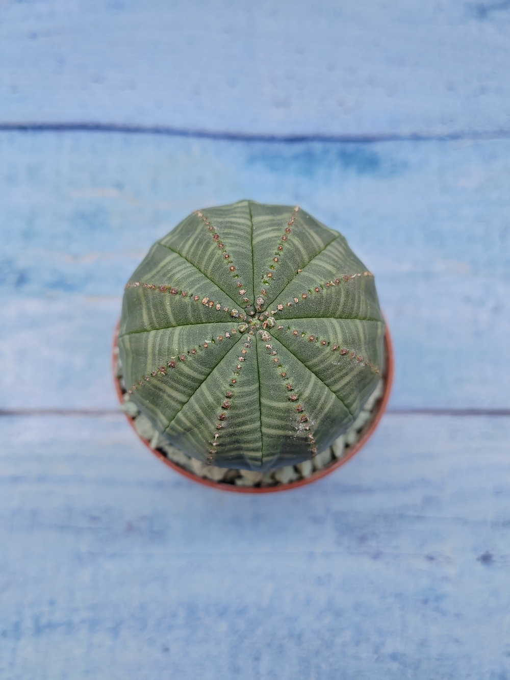 Euphorbia Obesa (Эуфорбия)