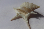 Морская ракушка Куриная нога (Aporrhais pesgallinae) 3,2 см.