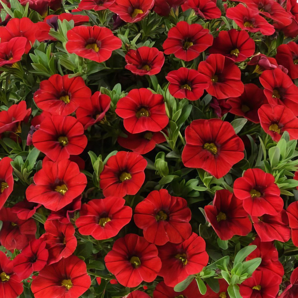Калибрахоа Calitastic Bright red
