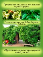 Актинидия аргута Вейки