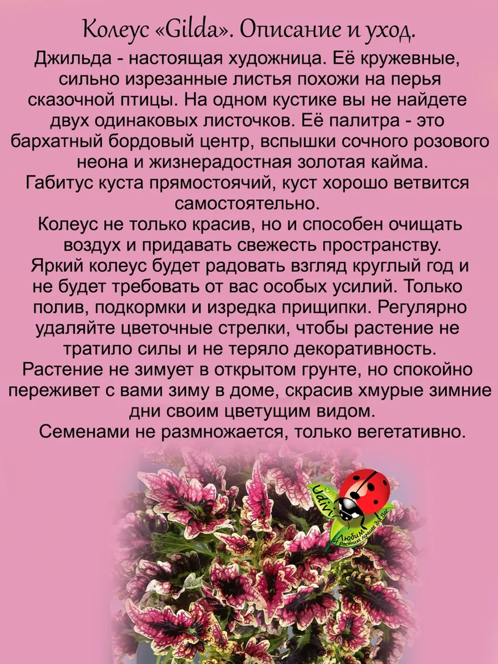 Колеус Джильда вегетативный