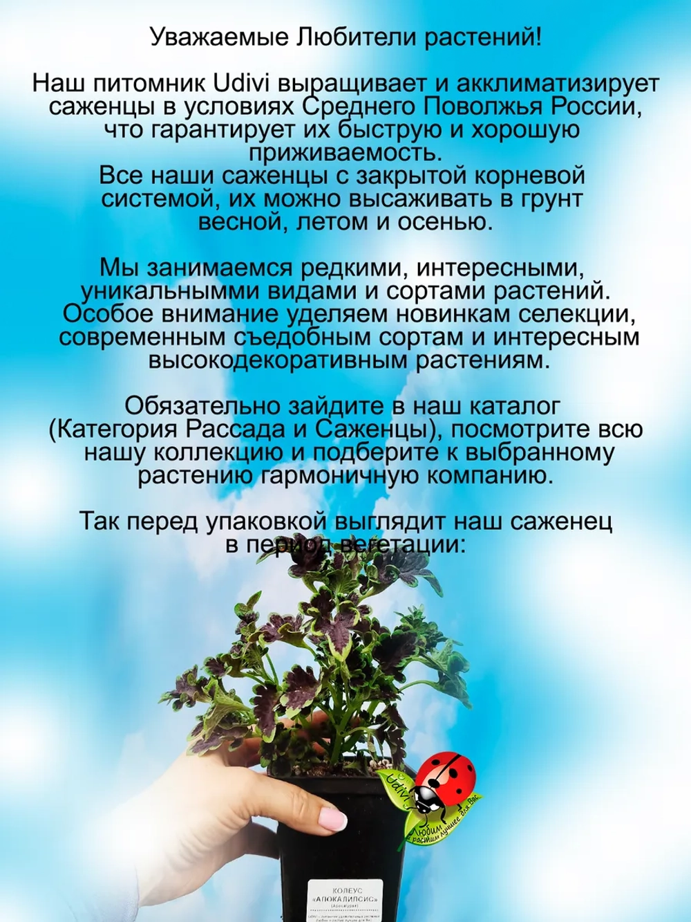 Колеус Апокалипсис вегетативный