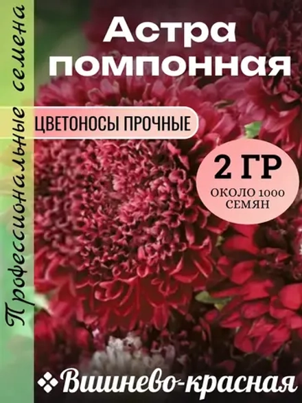 Семена Астра помпонная Вишнево-красная 2 грамма