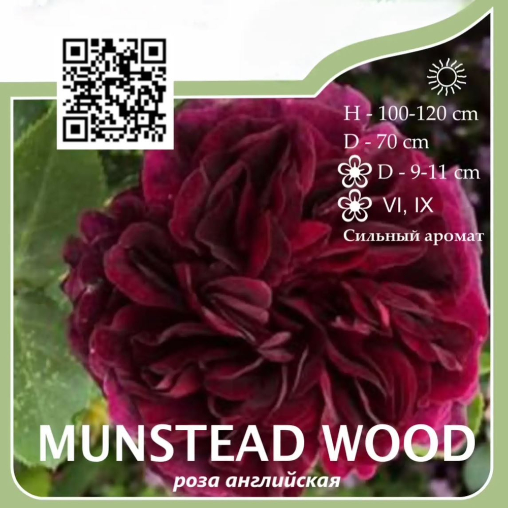Роза английская парковая "Munstead Wood"