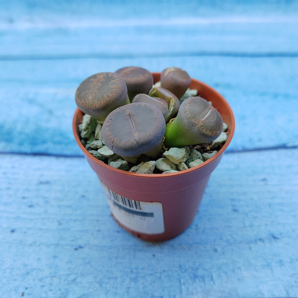 Lithops sp. (Литопсы)