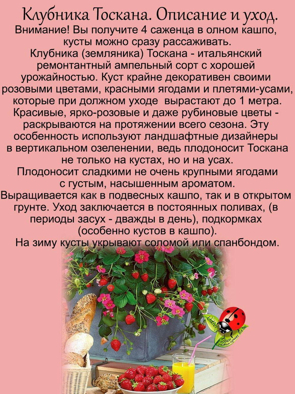 Клубника Тоскана ампельная ремонтантная