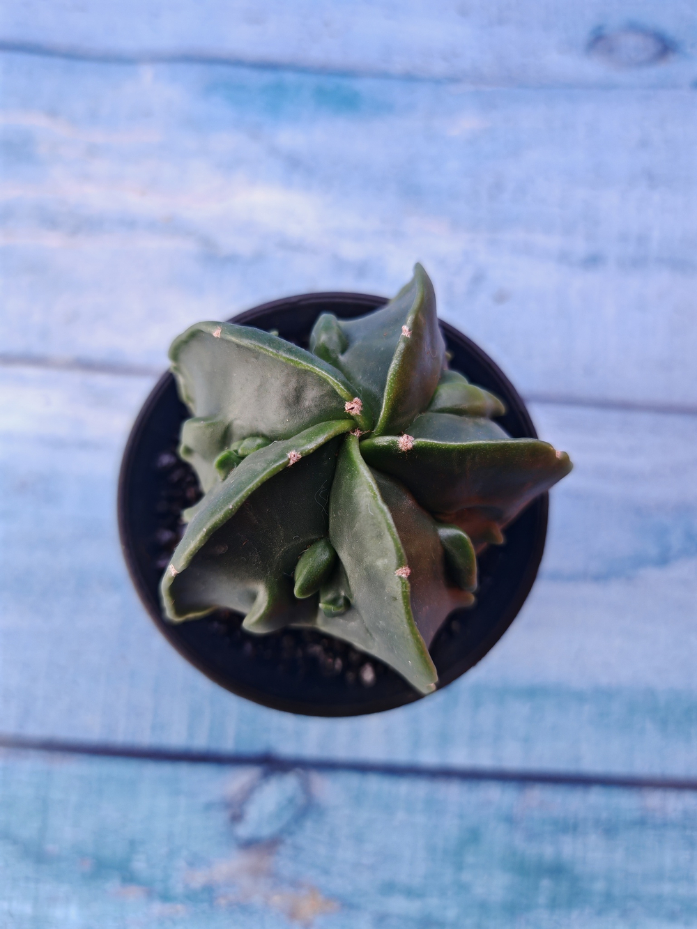 Astrophytum Myriostigma monstrosa (Астрофитум)