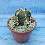 Astrophytum Myriostigma "Hakujo Fukuryu"  (Астрофитум)