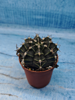 Gymnocalycium Friedrichii (Гимнокалициум)
