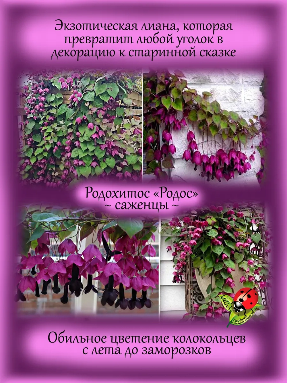 Родохитос Родос лиана