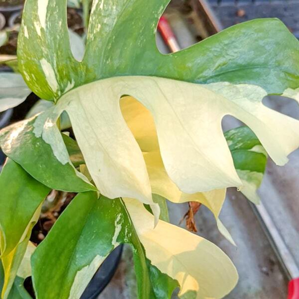 Рафидофора TETRASPERMA VAR