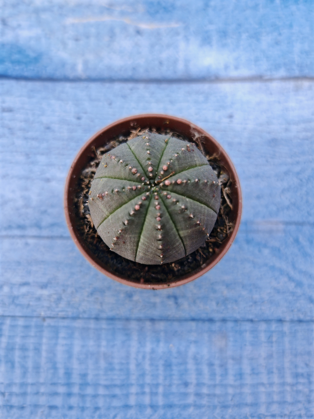 Euphorbia Obesa (Эуфорбия)