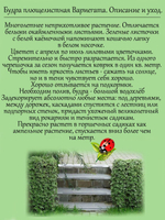 Будра Вариегата пестролистная ампельная почвопокровная