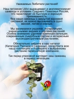 Церопегия Дурбан сердцелистная