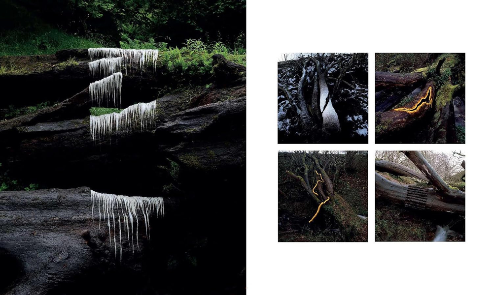 Andy Goldsworthy: Fifty Years