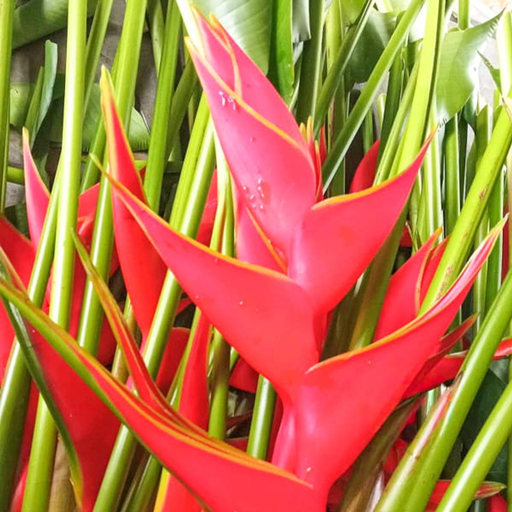 Геликония BIHAI BIG BUD RED (Н98)