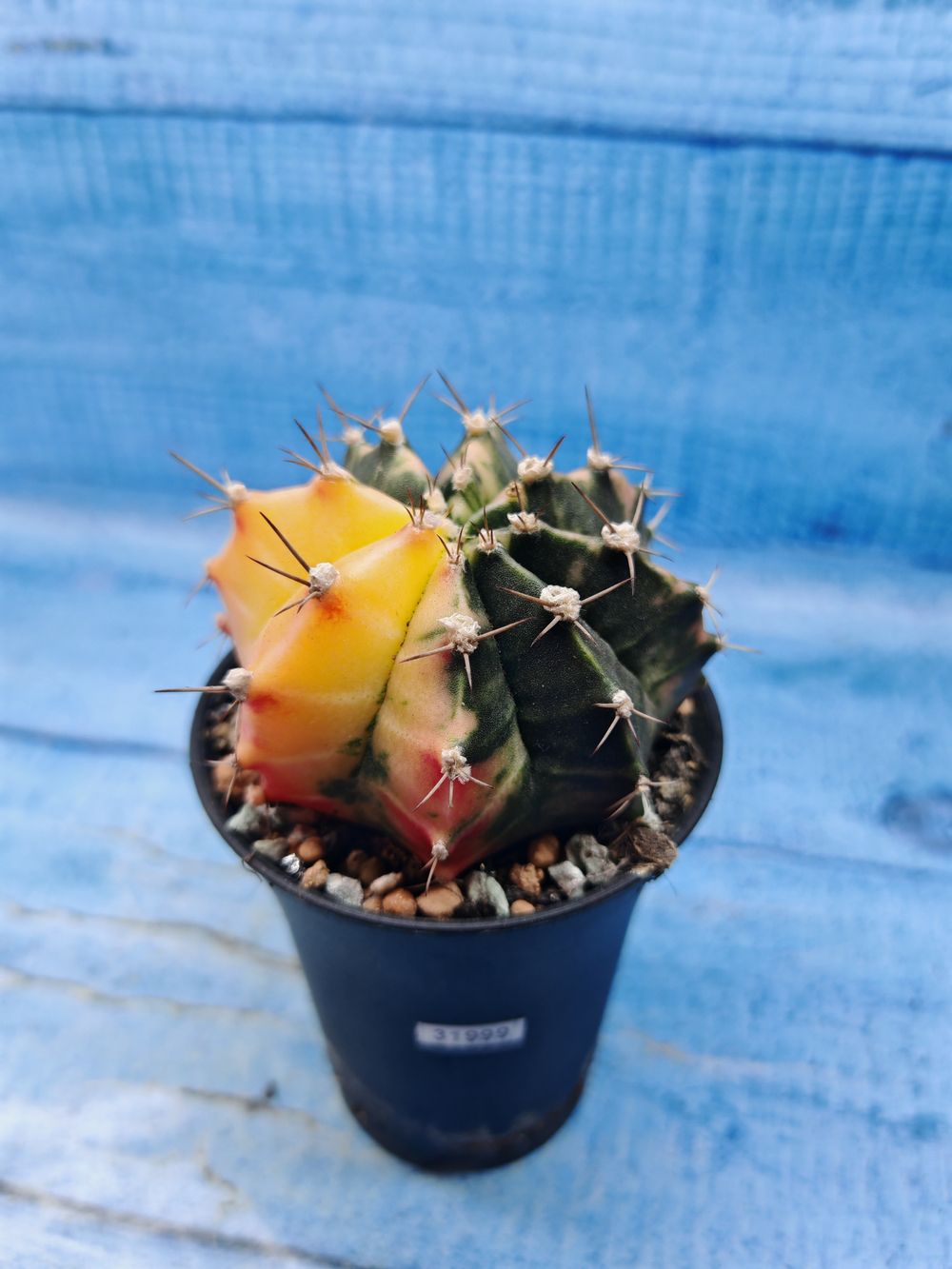 Gymnocalycium Variegata (Гимнокалициум Вариегатный)