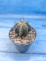 Astrophytum Myriostigma Fukuryu (Астрофитум)
