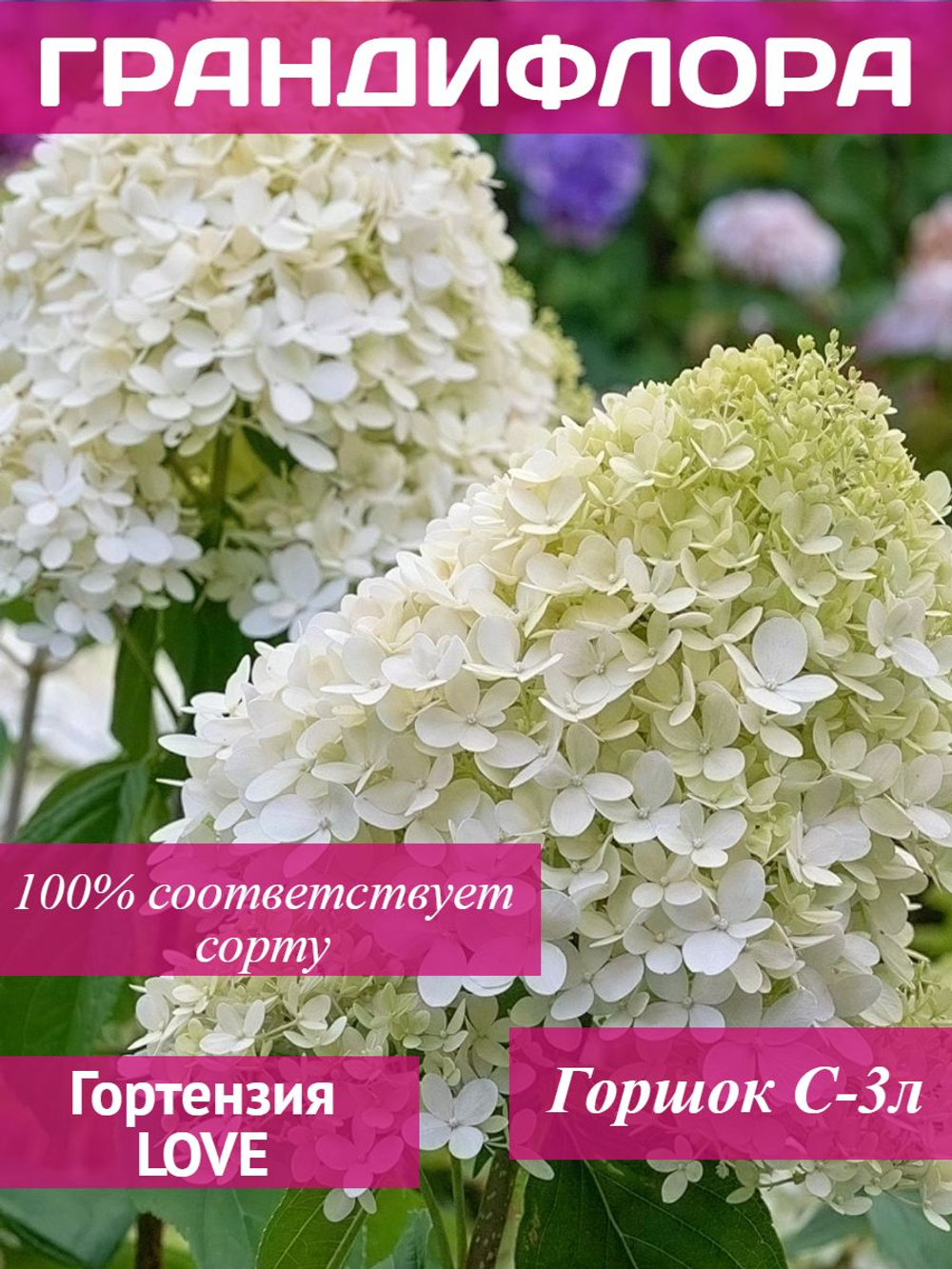 Грандифлора гортензия метельчатая