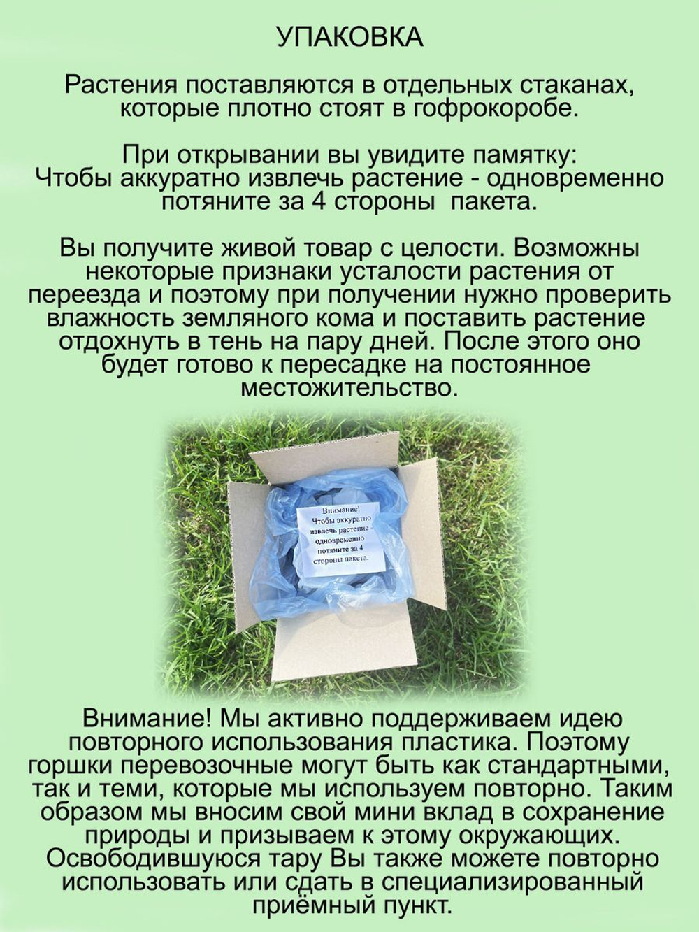 Злак Мискантус китайский Пурпурасценс многолетний
