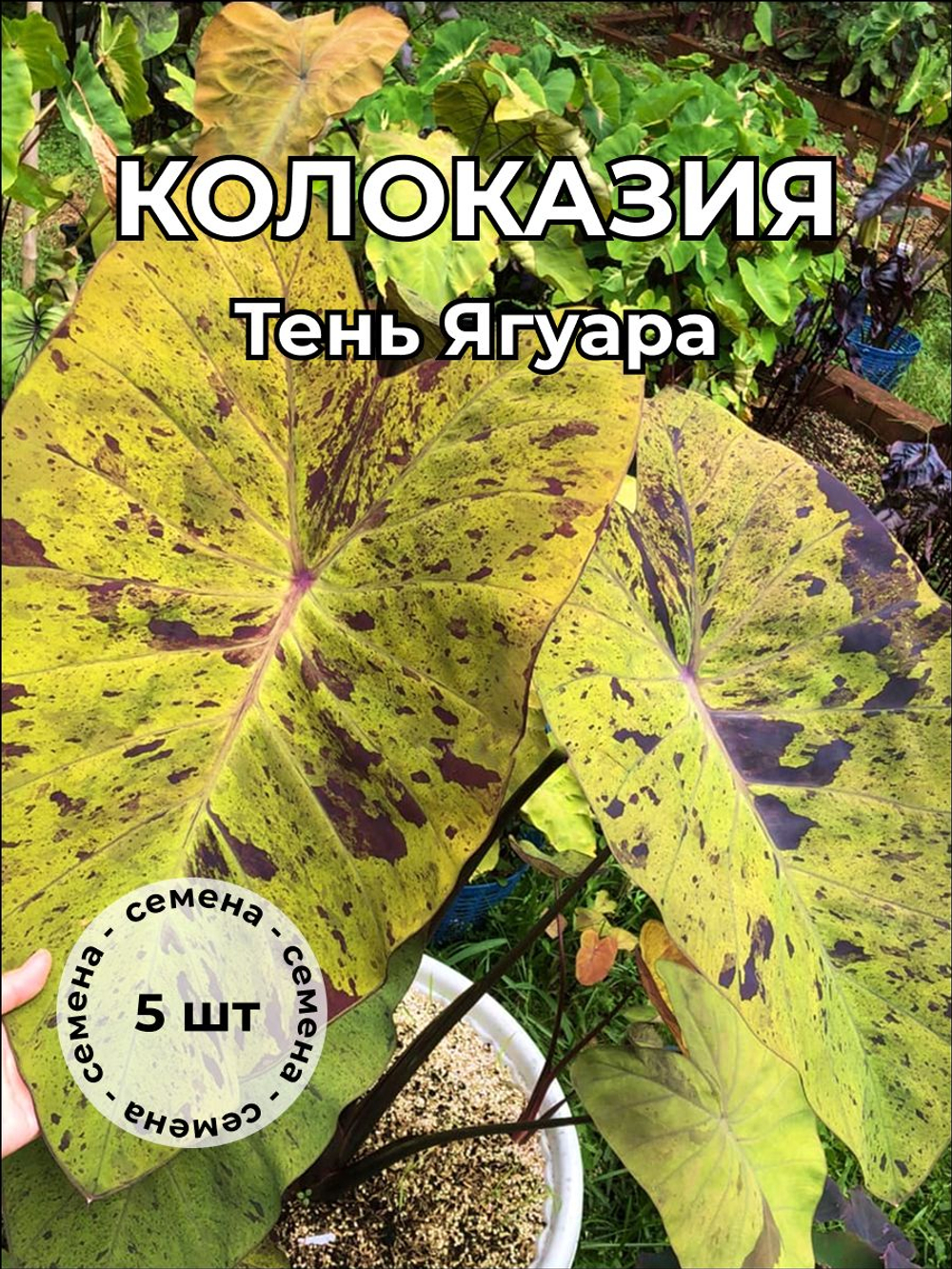 Колоказия "Тень Ягуара" семена 5 штук