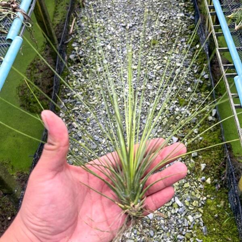Тилландсия juncea (Т70)