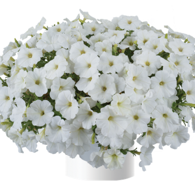 32237 Петуния CASCADIAS Iceberg (Весна 2026)